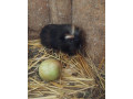 morske-prasiatko-small-1
