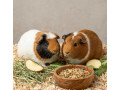 predam-morca-small-0