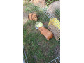 predam-2-x-morca-s-klietkou-a-vybehom-small-2