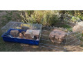 predam-2-x-morca-s-klietkou-a-vybehom-small-0