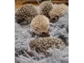 jezko-bielobruchy-je-uz-k-odberu-small-0