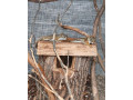 vevericka-kanadska-small-4