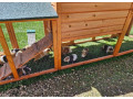 morcata-roznych-farieb-small-4