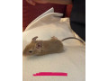 osmak-degu-small-4