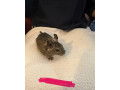 osmak-degu-small-3