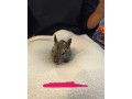 osmak-degu-small-1