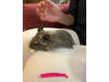osmak-degu-small-2