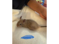 osmak-degu-small-0
