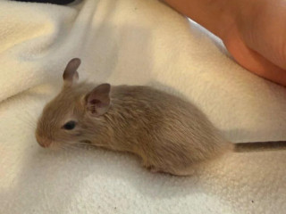 osmak-degu