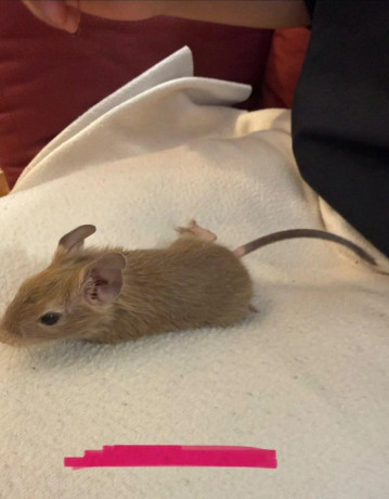 osmak-degu-big-4