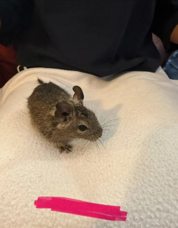 osmak-degu-big-3