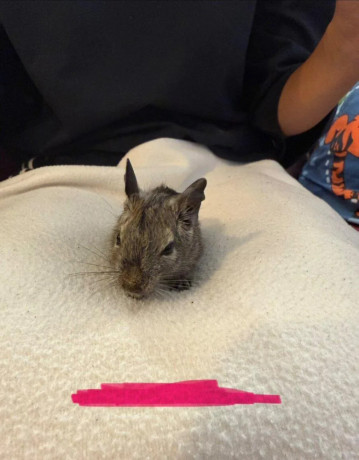 osmak-degu-big-1