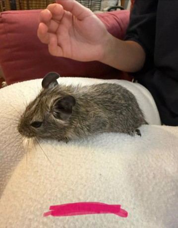 osmak-degu-big-2