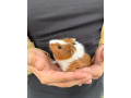 morca-predam-small-1