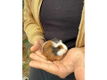 morca-predam-small-0