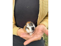 morca-predam-small-2