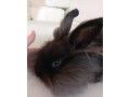 dlhosrsty-zakrsly-kralik-small-4