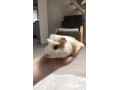 morske-prasiatko-small-3