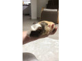 morske-prasiatko-small-4