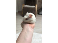 morske-prasiatko-small-0
