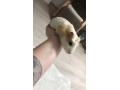 morske-prasiatko-small-2