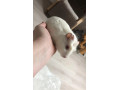 morske-prasiatko-small-1