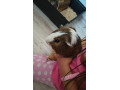darujem-samceka-morca-small-0