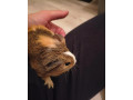 darujem-morcata-small-3