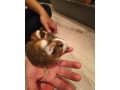 darujem-morcata-small-0