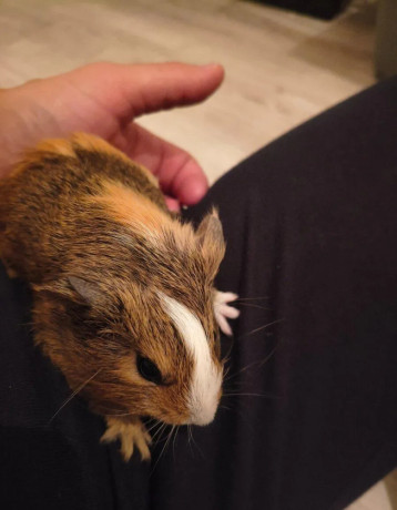 darujem-morcata-big-2