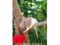 predam-potkaniky-small-4