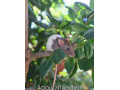 predam-potkaniky-small-3