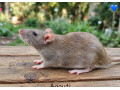 predam-potkaniky-small-2