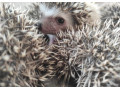 jezko-bielobruchy-mladata-small-1