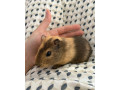 morske-prasiatko-samcek-small-1