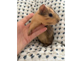 morske-prasiatko-samcek-small-0