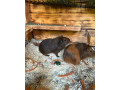 morcata-small-3