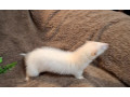 fretka-small-2