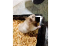 skrecok-s-klientkou-small-1
