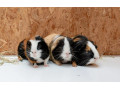 morske-prasiatka-small-0