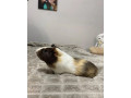 predam-morca-aj-s-klietkou-small-4