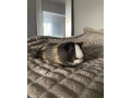predam-morca-aj-s-klietkou-small-0