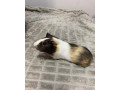 predam-morca-aj-s-klietkou-small-2