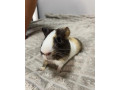 predam-morca-aj-s-klietkou-small-1