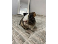 predam-morca-aj-s-klietkou-small-3