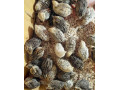predam-japonske-prepelice-small-2