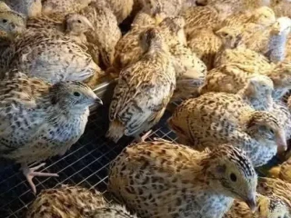 predam-japonske-prepelice
