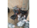 australopka-wyandotka-small-3