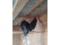 australopka-wyandotka-small-0