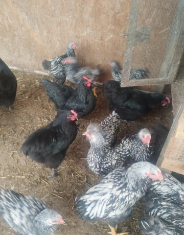australopka-wyandotka-big-3